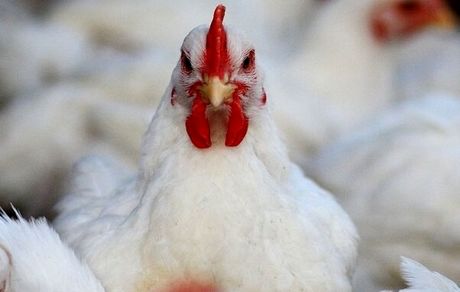 نرخ مرغ به ۲۸ هزار تومان رسید