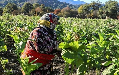 برداشت توتون در گرگان آغاز شد