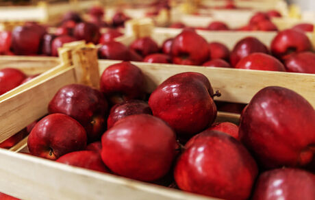 ذخیره سازی ۴۰۰ هزار تن سیب درختی در سردخانه های استان آذربایجان‌غربی
