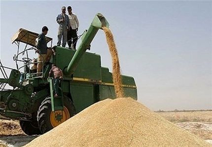 ۲۷ هزار تن گندم از کشاورزان البرزی خریداری شده است