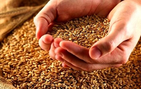 حذف یارانه گندم و دارو در سال آینده تکذیب شد
