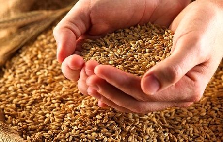 حذف یارانه گندم و دارو در سال آینده تکذیب شد