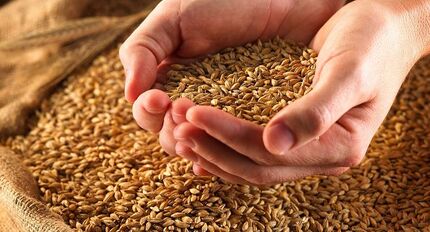حذف یارانه گندم و دارو در سال آینده تکذیب شد