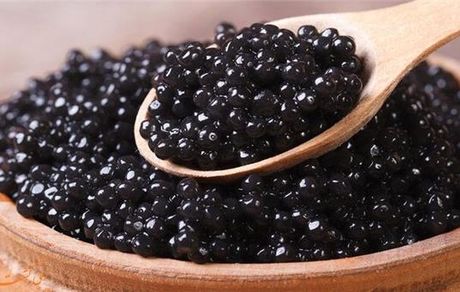 استحصال و فرآوری خاویار توسط پژوهشگران لاهیجانی