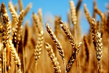 پرداخت ۲۵ هزار میلیارد تومان از پول گندم‌های خریداری شده