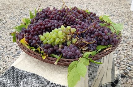 سومین جشنواره انگور کندوله برگزار خواهدشد