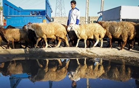 نرخ دام صادراتی ۶۲ هزار تومان اعلام شد