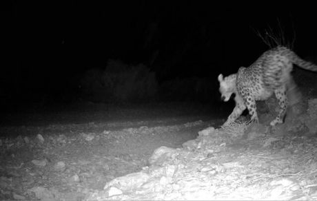 ثبت تصاویر کم‌ نظیر ۲ قلاده پلنگ ایرانی در ارتفاعات کن و سولقان