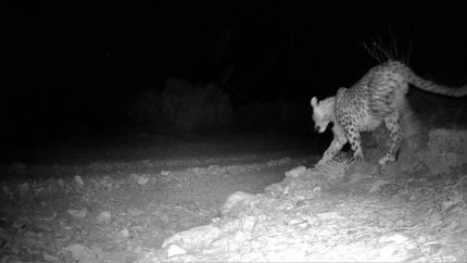 ثبت تصاویر کم‌ نظیر ۲ قلاده پلنگ ایرانی در ارتفاعات کن و سولقان