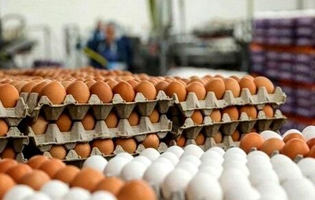 قیمت هرشانه تخم مرغ به بیش از ۵۰ هزار تومان رسید