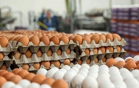 قیمت هرشانه تخم مرغ به بیش از ۵۰ هزار تومان رسید