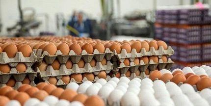 قیمت هرشانه تخم مرغ به بیش از ۵۰ هزار تومان رسید