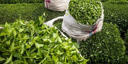 قیمت هر کیلو چای به ۷۰ هزار تومان رسید