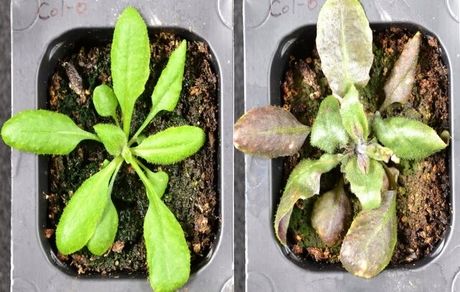 دانشمند ایرانی با آسپیرین گیاهی به جنگ تغییرات اقلیمی می‌رود