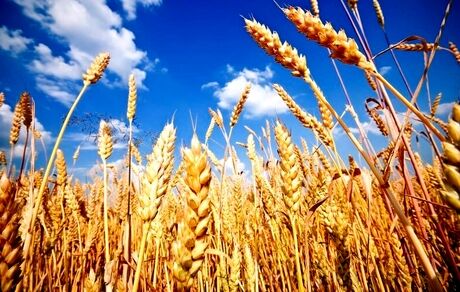 افزایش ۱۰ درصدی تولید گندم در ابرکوه