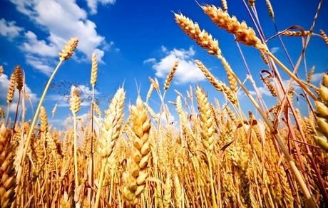افزایش ۱۰ درصدی تولید گندم در ابرکوه