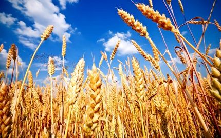 افزایش ۱۰ درصدی تولید گندم در ابرکوه