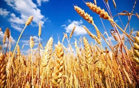 افزایش ۱۰ درصدی تولید گندم در ابرکوه