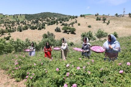 پایان سومین جشنواره گلاب‌گیری روستای شرگه شهرستان بانه 