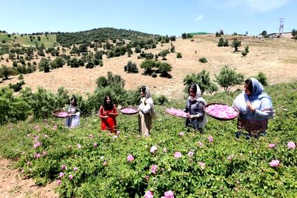 پایان سومین جشنواره گلاب‌گیری روستای شرگه شهرستان بانه 