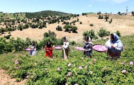 پایان سومین جشنواره گلاب‌گیری روستای شرگه شهرستان بانه 