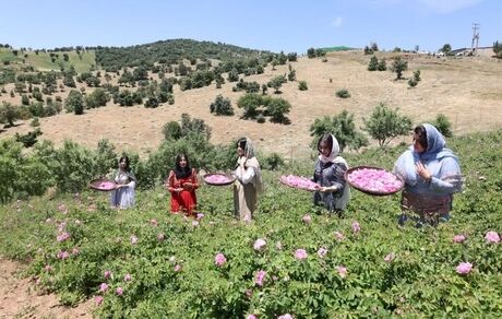 پایان سومین جشنواره گلاب‌گیری روستای شرگه شهرستان بانه 