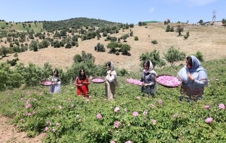 پایان سومین جشنواره گلاب‌گیری روستای شرگه شهرستان بانه 