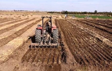 پیش‌بینی برداشت ۱۵۰ هزار تن محصولات کشاورزی از کشت‌های پاییزه شهرستان رزن