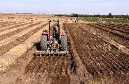 پیش‌بینی برداشت ۱۵۰ هزار تن محصولات کشاورزی از کشت‌های پاییزه شهرستان رزن