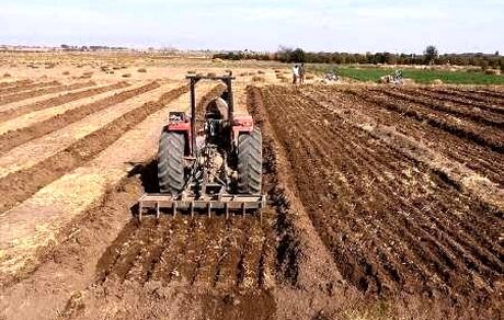پیش‌بینی برداشت ۱۵۰ هزار تن محصولات کشاورزی از کشت‌های پاییزه شهرستان رزن