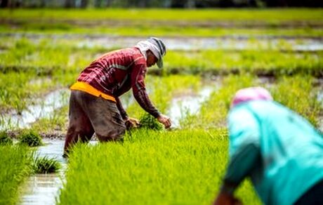 کشاورزان بخوانند / چگونه پاداش مصرف برق بگیرید