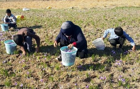 کاهش ۵۰ درصدی تولید زعفران در جغتای