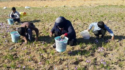 کاهش ۵۰ درصدی تولید زعفران در جغتای