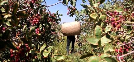 سارقان مسلح، بار میلیاردی پسته را دزدیدند