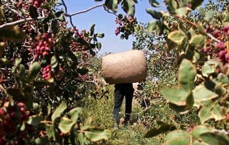 سارقان مسلح، بار میلیاردی پسته را دزدیدند