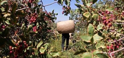 سارقان مسلح، بار میلیاردی پسته را دزدیدند