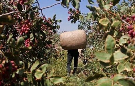 سارقان مسلح، بار میلیاردی پسته را دزدیدند