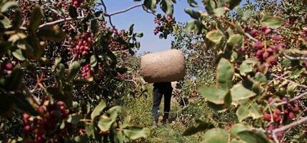 سارقان مسلح، بار میلیاردی پسته را دزدیدند