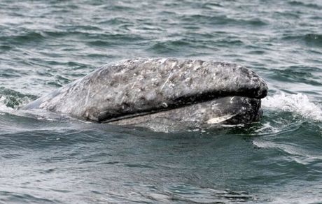 کاهش ۴۰ درصدی جمعیت نهنگ‌ها در آب‌های آمریکای شمالی