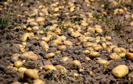 ذخیره‌سازی برنج، سیب‌زمینی، پیاز و میوه شب عید با هدف تنظیم بازار در اولویت قرارگرفت