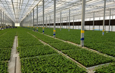 بیش از ۹۰ درصد از صادرات محصولات سبزی و صیفی گلخانه‌ای است