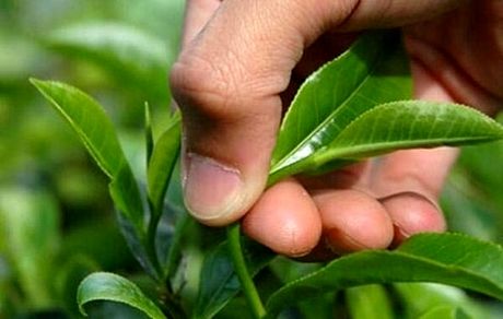 پرداخت ۸۸ درصد مطالبات چایکاران شمال کشور