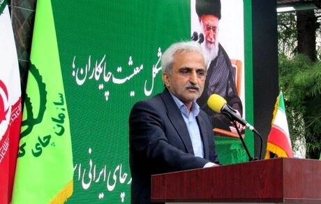 خرید ۹۴۹ میلیارد تومان برگ سبز چای از چای‌کاران