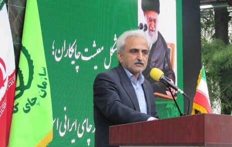 خرید ۹۴۹ میلیارد تومان برگ سبز چای از چای‌کاران
