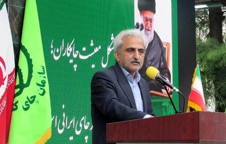 خرید ۹۴۹ میلیارد تومان برگ سبز چای از چای‌کاران