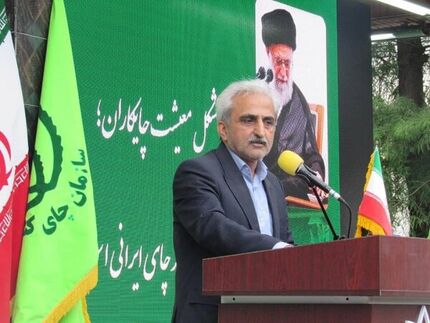 خرید ۹۴۹ میلیارد تومان برگ سبز چای از چای‌کاران