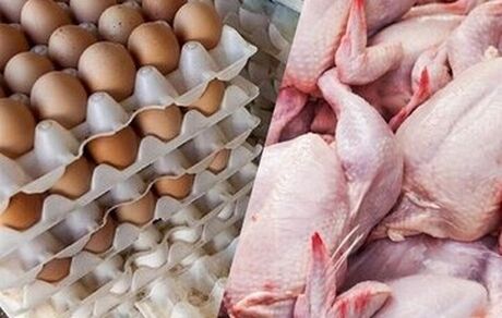 قیمت تخم مرغ بطور رسمی نیم میلیون تومان شد / نرخ مرغ و گوشت اعلام شد