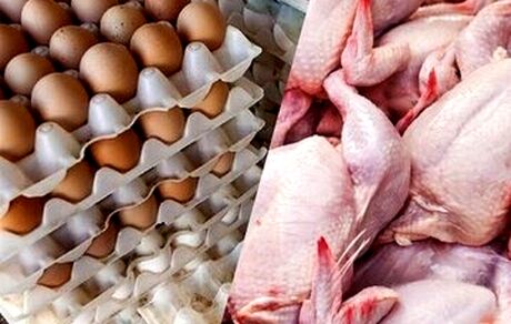 قیمت تخم مرغ بطور رسمی نیم میلیون تومان شد / نرخ مرغ و گوشت اعلام شد