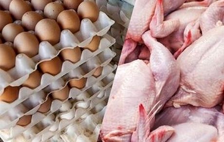 قیمت تخم مرغ بطور رسمی نیم میلیون تومان شد / نرخ مرغ و گوشت اعلام شد