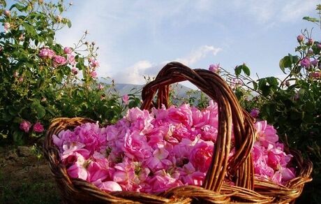 برداشت گل محمدی در استان لرستان آغاز شد